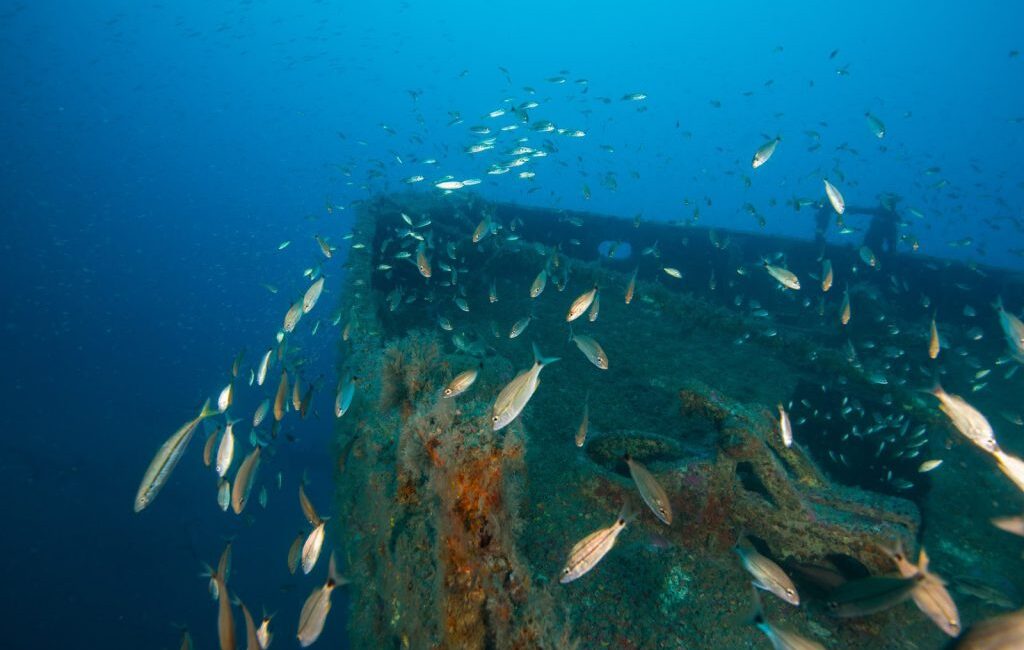 The Importance of North Carolina’s Artificial Reefs