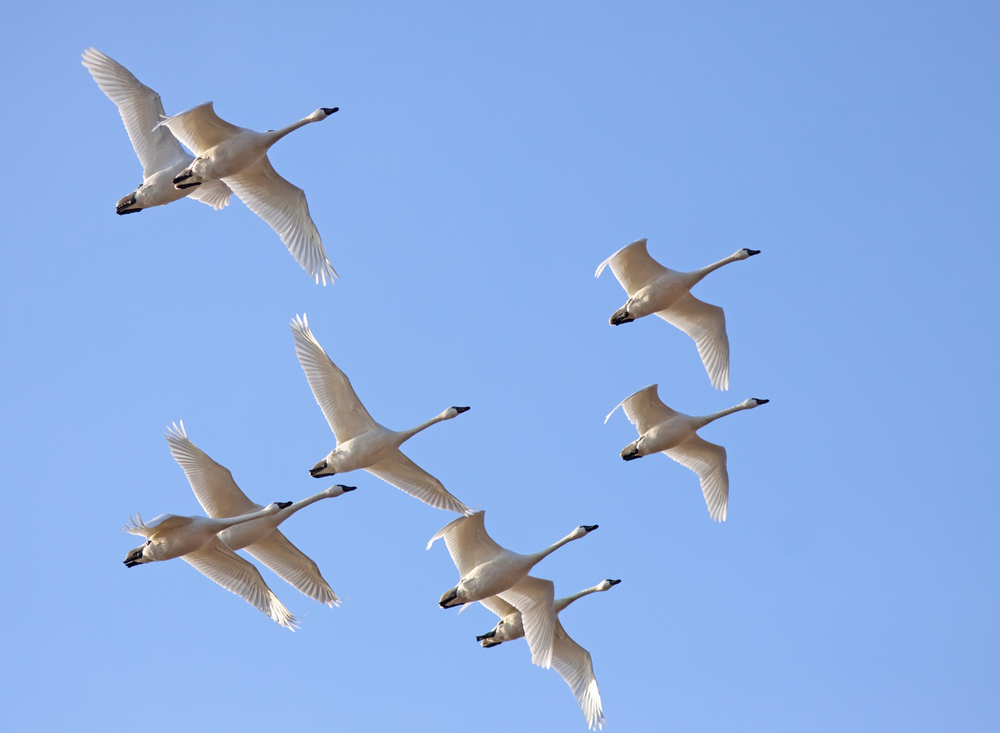 Wing It On flocking to North Carolina