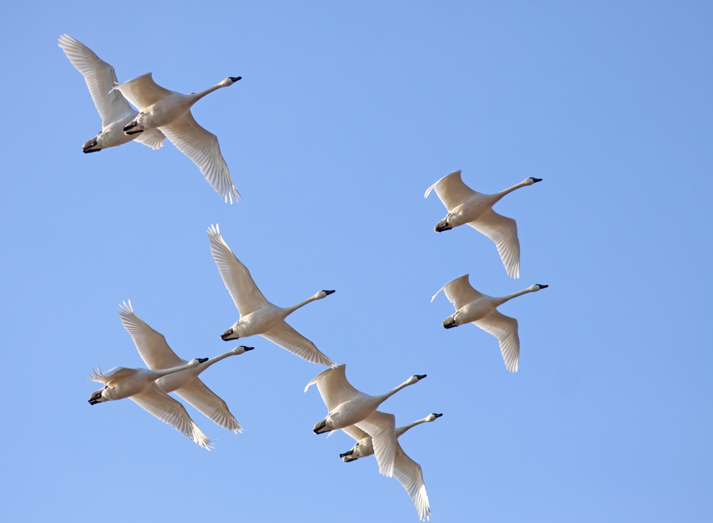 North Carolina’s Coastal Plain Bird Migration | Tundra Swans in flight