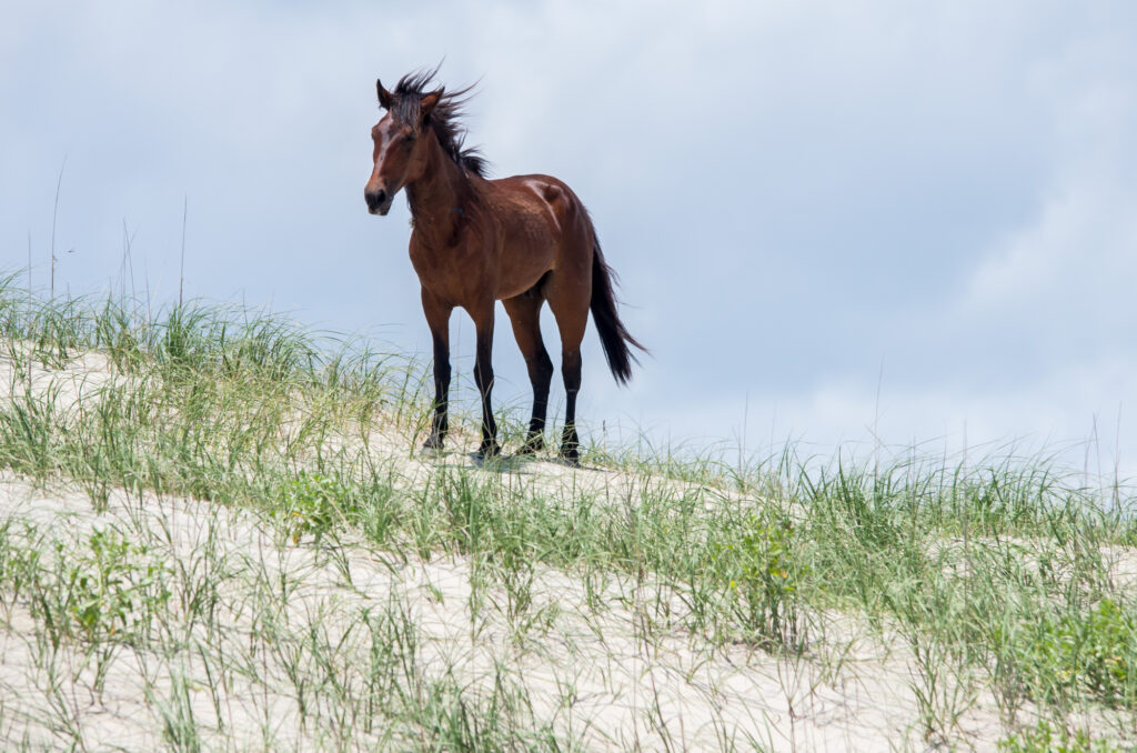Banker Horse in North Carolina Standing on Sandbank