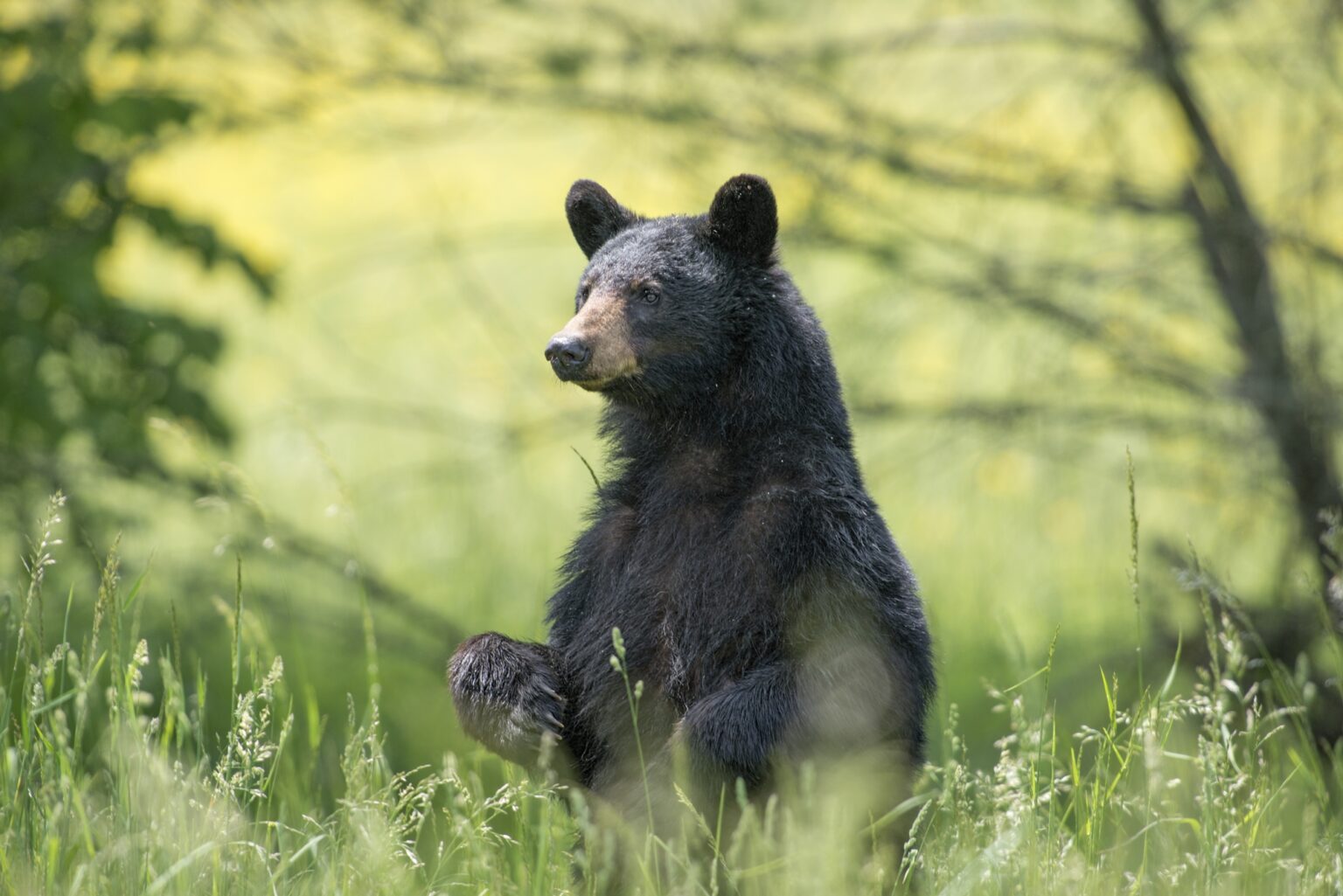 Black Bears of Eastern North Carolina