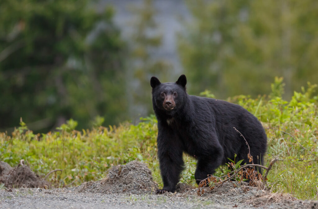 Black Bears of Eastern North Carolina