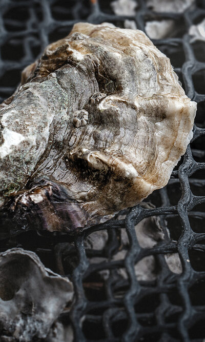 North Carolina Oysters